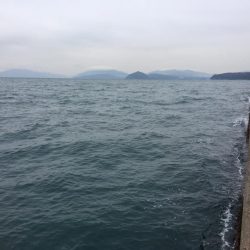 エギングとウキ釣り